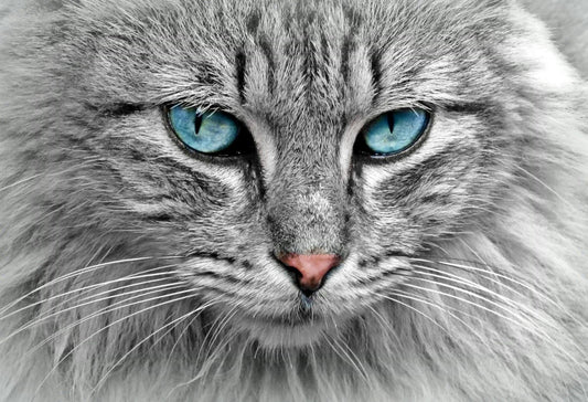 Fluffy Gray Cat with Deep Blue Eyes