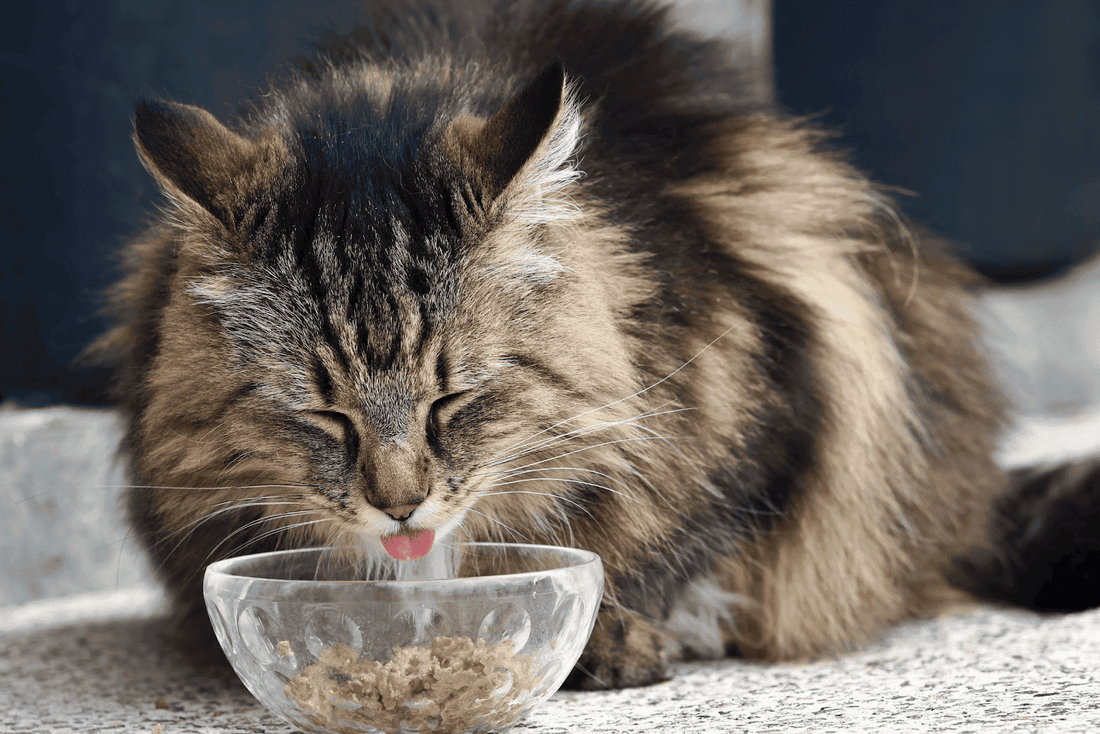 Fluffy brown cat eating wet food from a clear bowl with eyes closed.