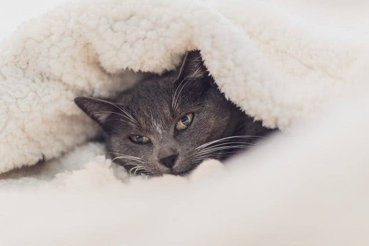 Fluffy cat on a cozy blanket