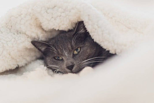 Fluffy cat on a cozy blanket