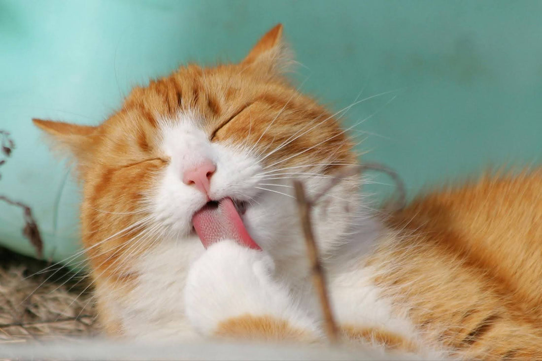 Ginger Cat Licking Its Paws