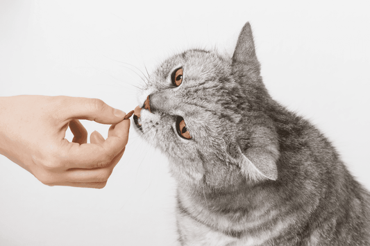 Gray cat eating a treat from a person’s hand on a white background