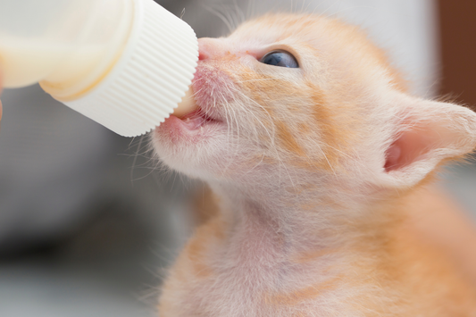 Close-up of a tiny orange kitten with blue eyes drinking milk from a small feeding bottle.