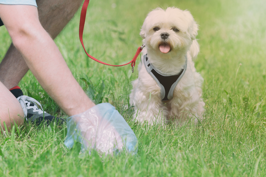 Small white Maltese dog in a harness with a red leash sitting on grass while its owner uses a plastic bag to pick up after it.