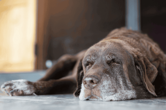 Older brown dog lying on the floor with eyes closed, resting peacefully indoors