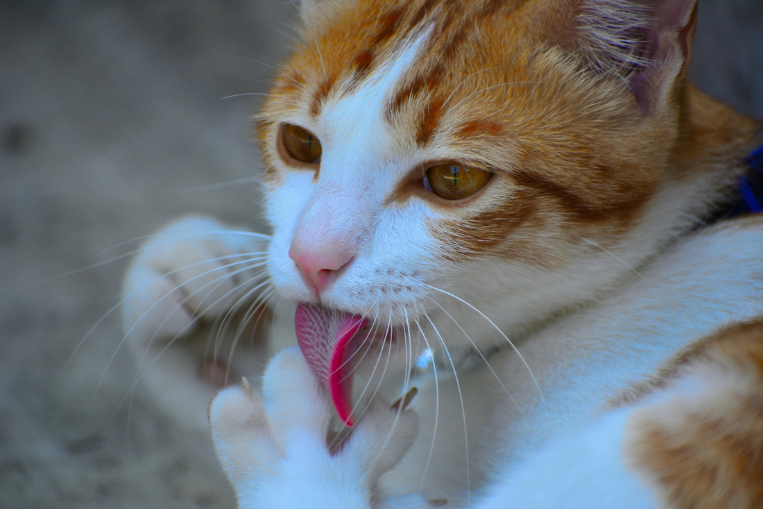 Orange and white cat licking its paw