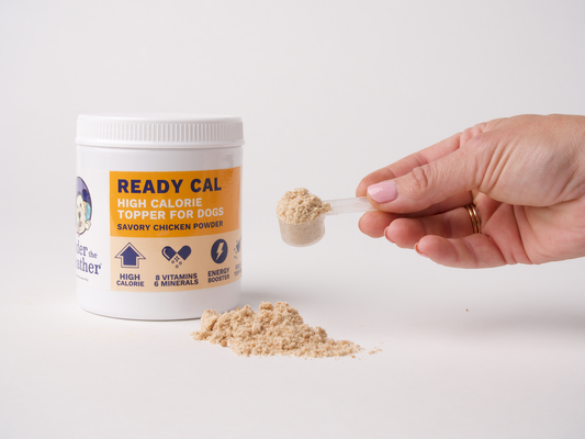 Helping a Cat Gain Weight: Ready Cal High Calorie Powder for Cats