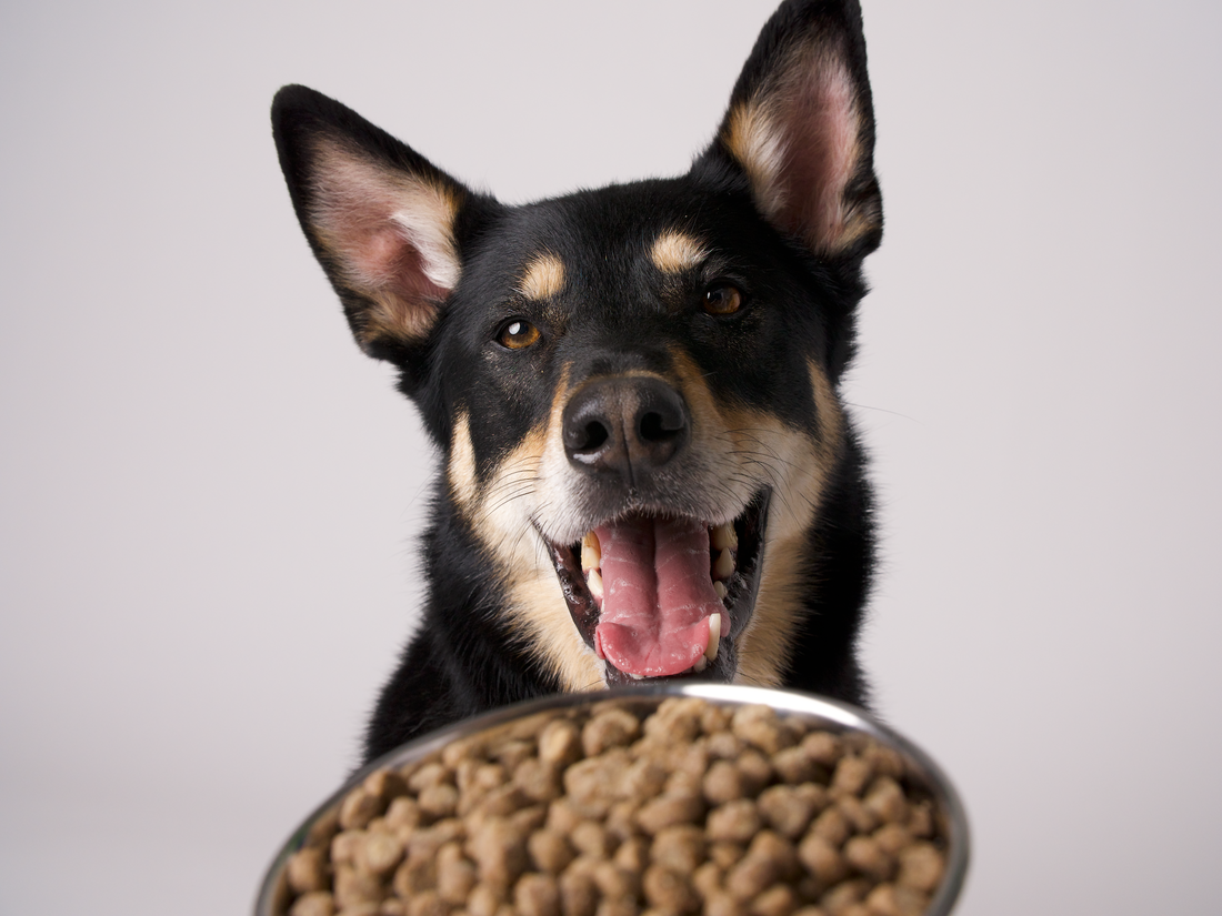Ingredients to Avoid in Dog Food and Kibble
