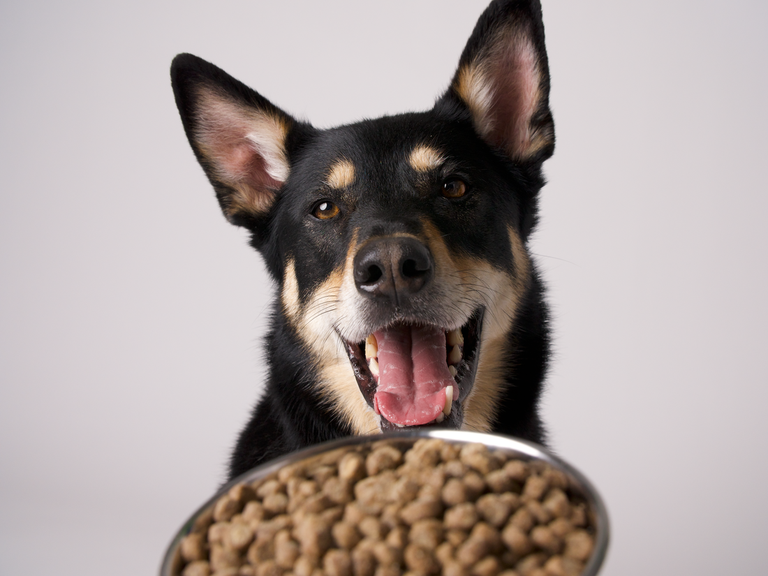 Ingredients to avoid sales in dog food