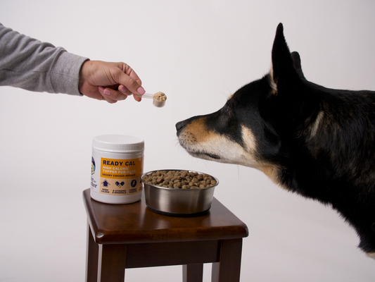 Help Your Dog Gain Weight Fast: Ready Cal High Calorie Powder for Dogs