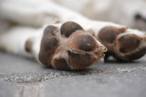 Dog Paw Pad Tears