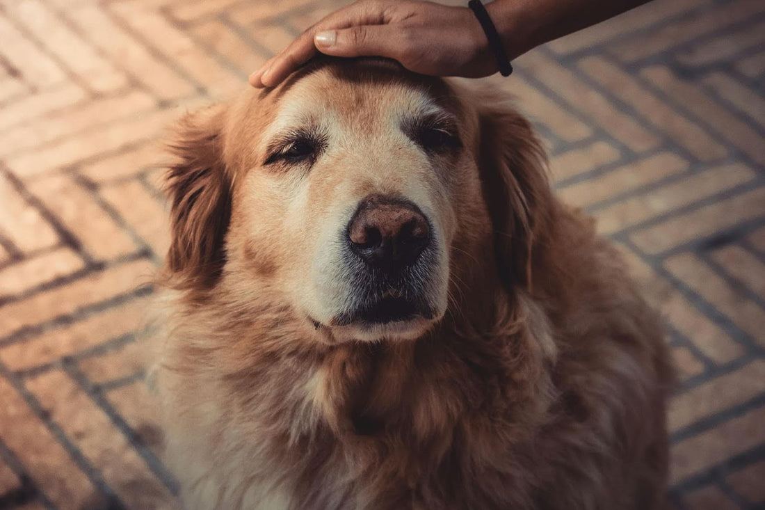 Person Petting a Senior Golden Retriever