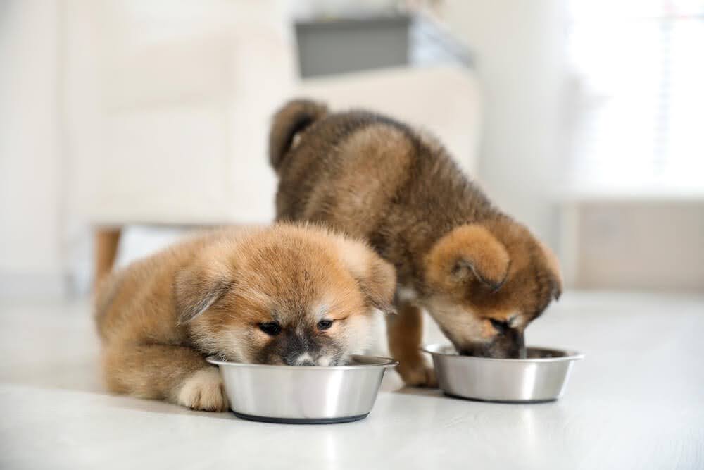 Puppies eating a small portion of a bland diet