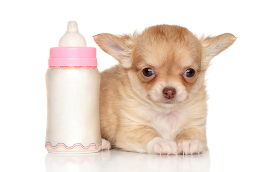 Tiny tan Chihuahua puppy lying next to a pink-capped baby bottle of milk on a white background.