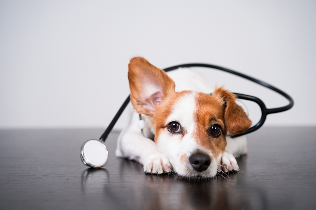 Puppy lying down with a stethoscope around its neck.