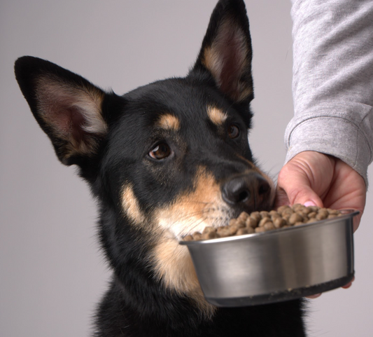 Why Does Your Dog Eat So Fast?