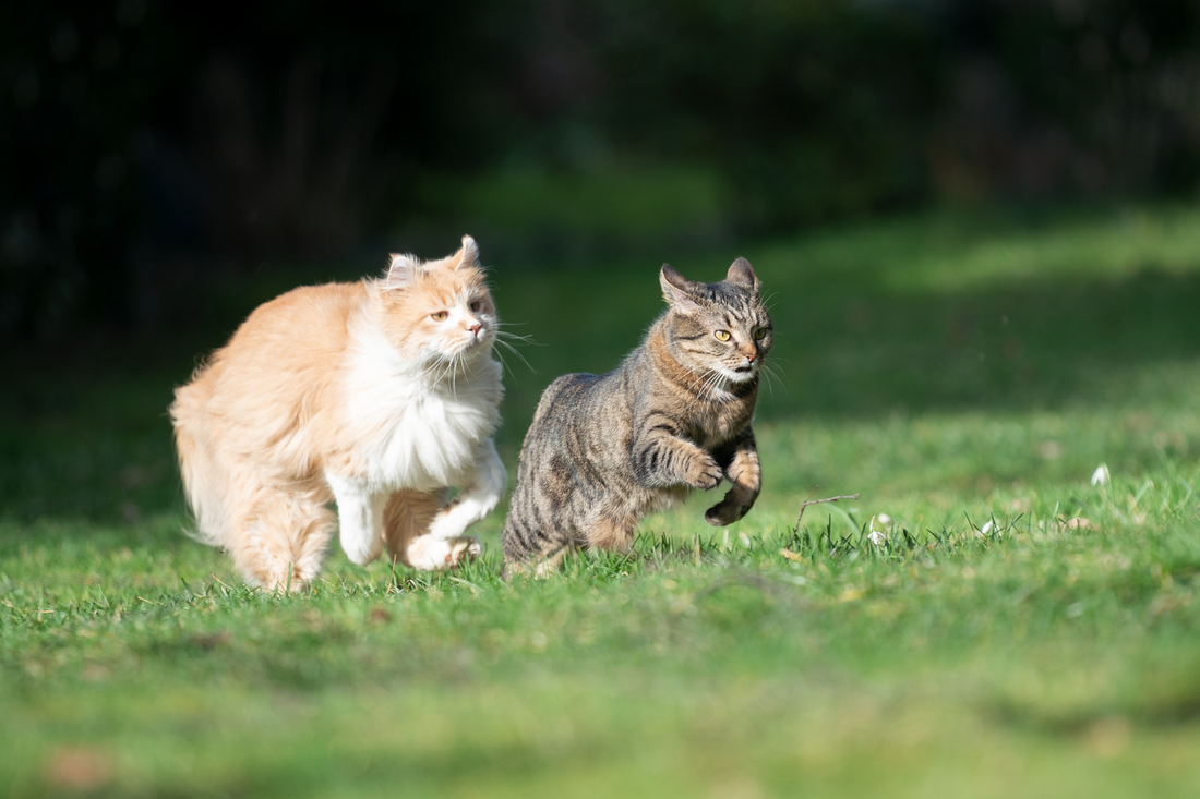 Two cats running side by side across a grassy field outdoors