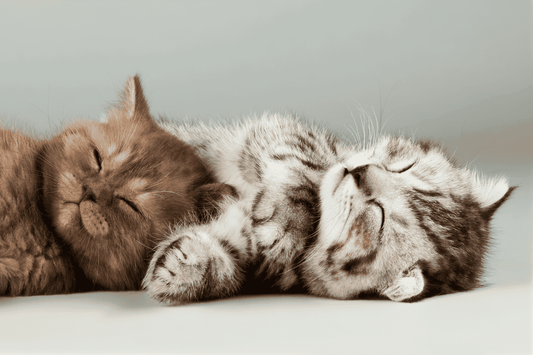 Two kittens cuddled together and sleeping peacefully, one gray tabby and one fluffy orange kitten