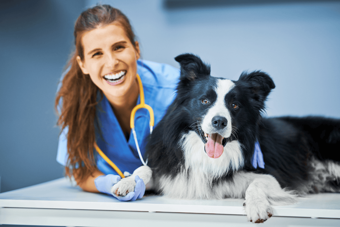 Smiling veterinarian with a dog on an exam table.