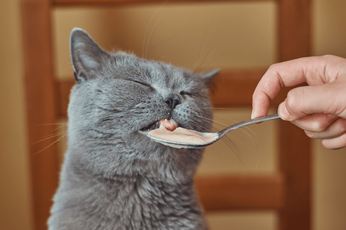 Grey cat eating from a spoon
