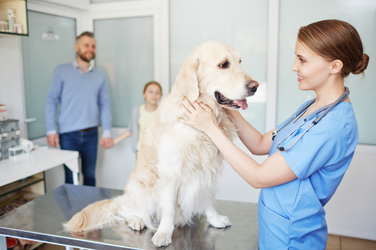 Veterinarian examining a dog on an exam table while owners watch.
