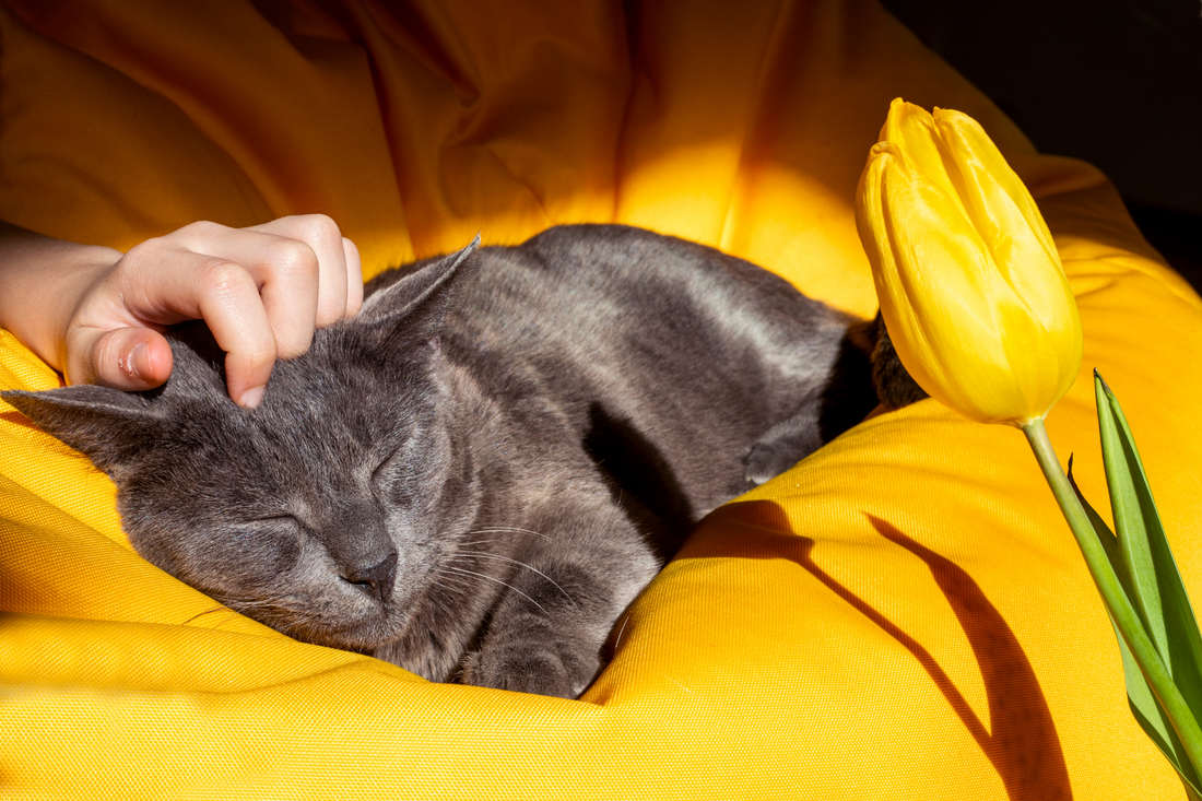 Gray cat sleeping on a yellow cushion while being gently petted, with a yellow tulip beside it.