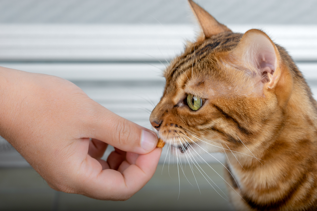 Cat Eating a Treat from a Hand.