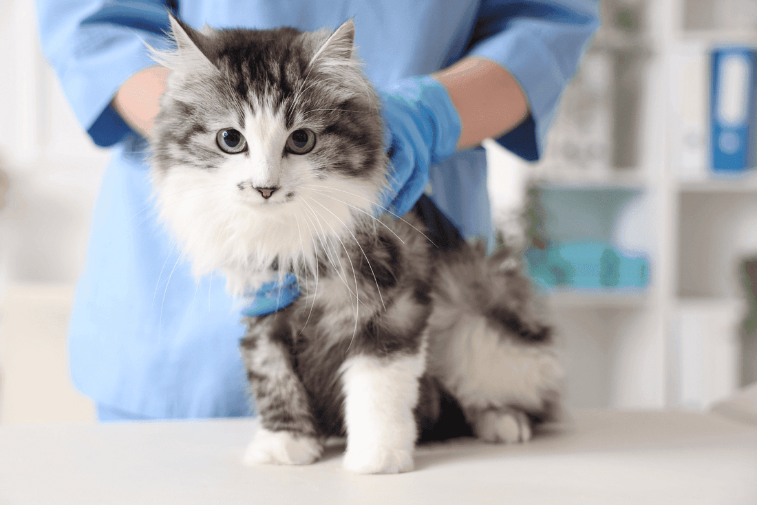 Veterinarian examining a cat.