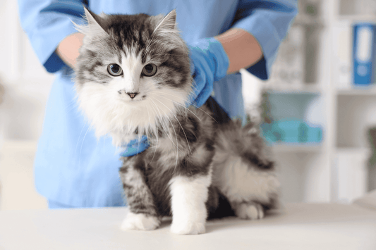 Veterinarian examining a cat.