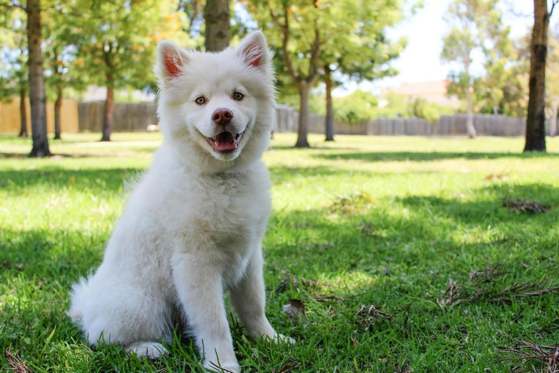 White Dog Sitting on Green Grass