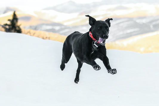 Dog ACL (CCL) Tears: Causes, Treatment and Recovery