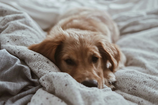Cozy golden retriever puppy on a bed looking under the weather