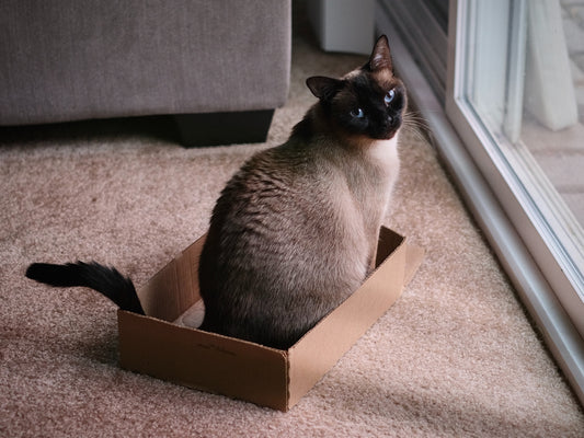 Why Won't My Cat Use Their Litter Box?