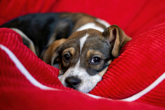 Brown and white dog on red bed, looking sad or sick from having diarrhea in dogs