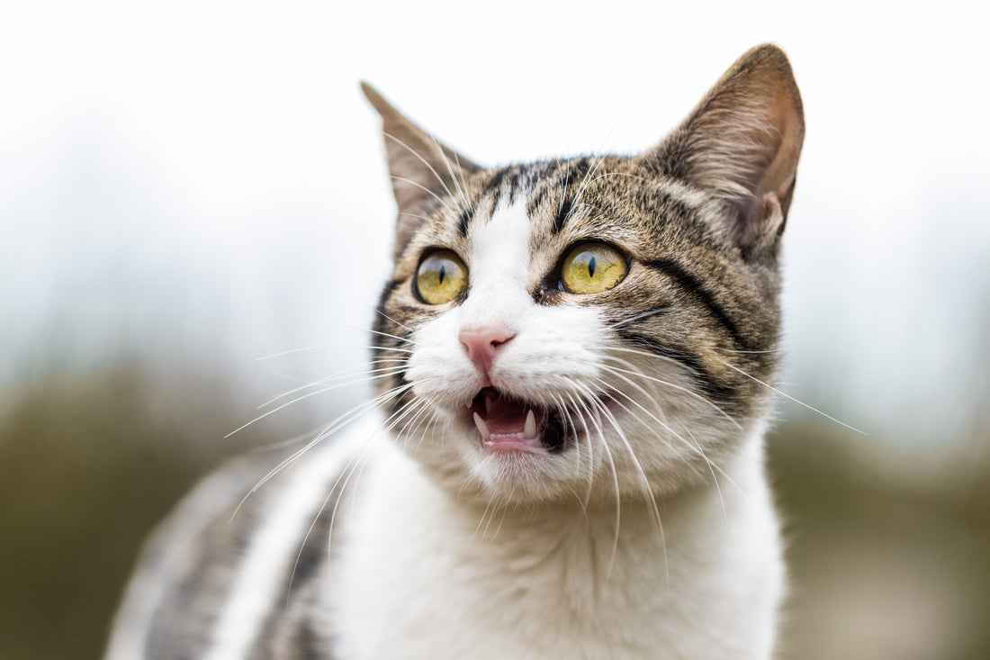 What To Do If Your Cat Goes Missing