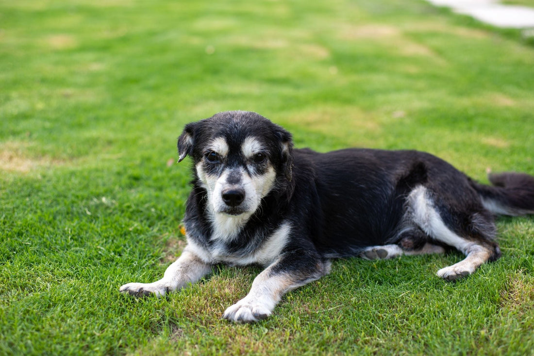 A senior black and white dog with a graying muzzle resting calmly on green grass