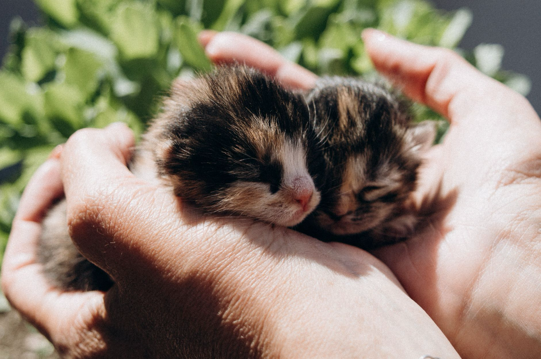 Two newborn kittens cradled together in cupped hands in warm sunlight
