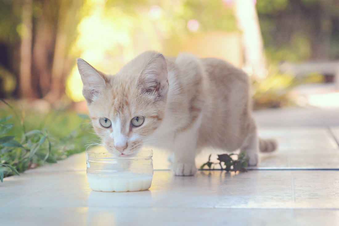 A young cream-colored kitten lapping milk from a small glass dish on a sunlit patio