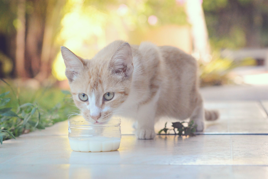A young cream-colored kitten lapping milk from a small glass dish on a sunlit patio