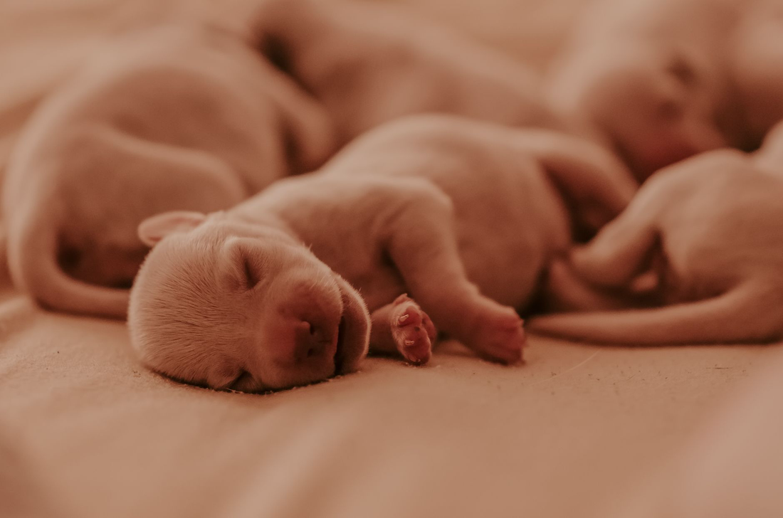 A litter of newborn puppies sleeping curled up together in warm light