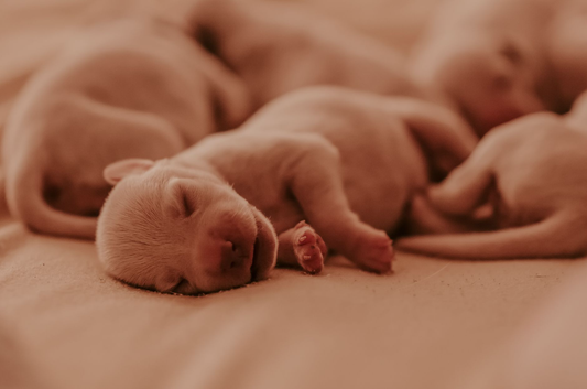 A litter of newborn puppies sleeping curled up together in warm light