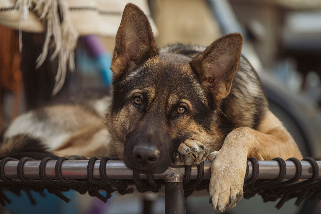 A German Shepherd, a deep-chested breed, resting calmly on an outdoor bench