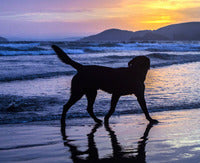 FIDO FRIENDLY VACATIONS