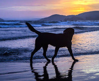 FIDO FRIENDLY VACATIONS