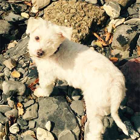 Never A Lost Cause:  The Rescue Story That You Need to Hear Right Now