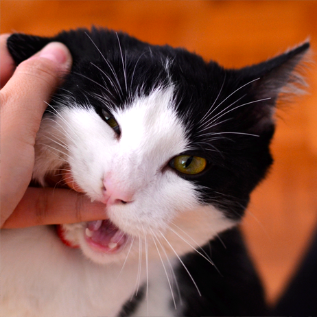 If Cats Made New Year’s Resolutions… A Guide to Living Your Best Life in 2020