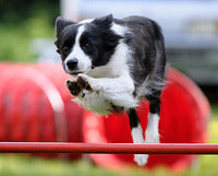 POWER BARS & OTHER TIPS FOR YOUR ACTIVE SPORTING DOG
