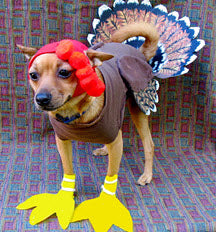 HEALTHY THANKSGIVING MEALS FOR DOGS