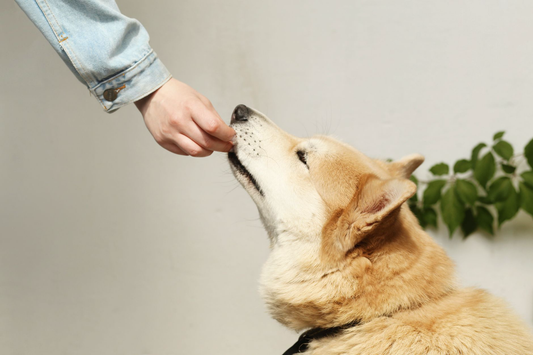 A golden-tan dog raising its nose toward a small treat held in a person's hand