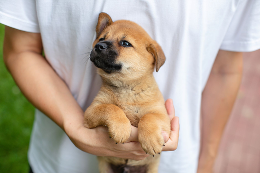 A tan puppy with a dark muzzle cradled gently in a person's arm, looking up